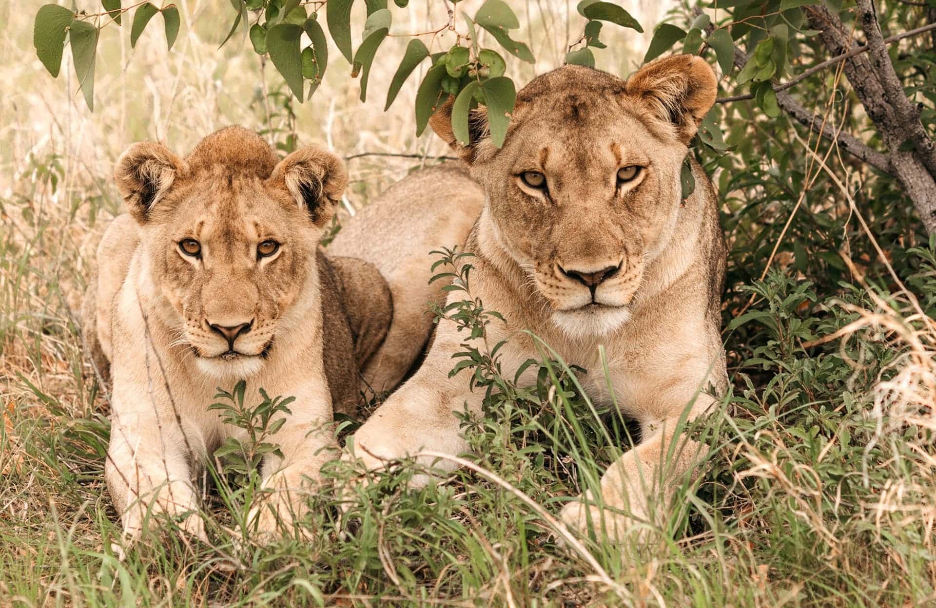 Etosha-Experience_main banner