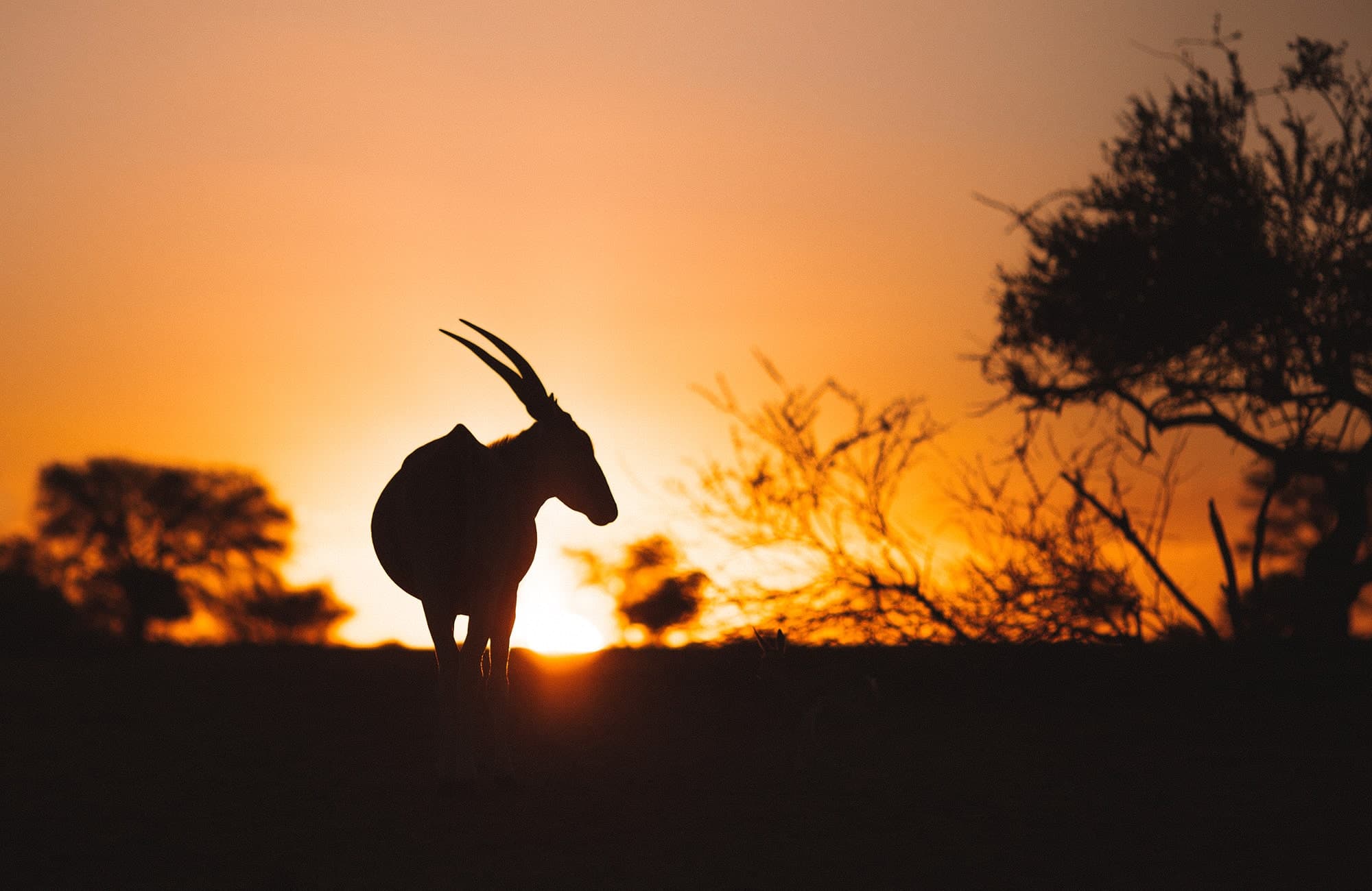 tours-namibia-oryx