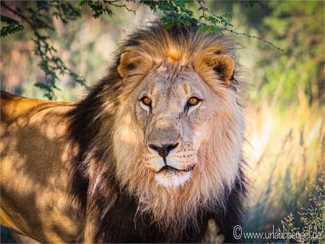 Lion, Namibia_photo Urlaubsengel.de