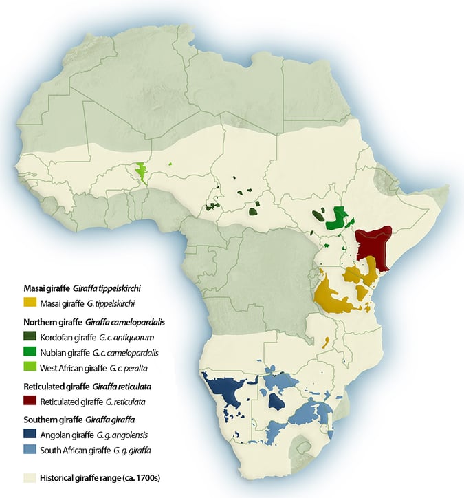 Distribution-map-giraffa-4-species-GCF