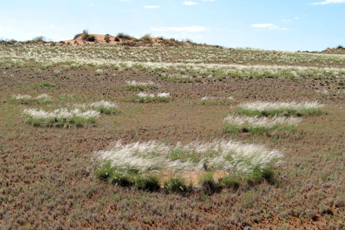 Dieprivier-FCs-2-GNP-08-04-Norbert-Jurgens