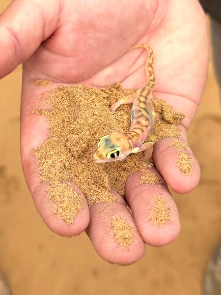 Activities, Desert Tours 2, Namibia_photo Juliane Tyroller