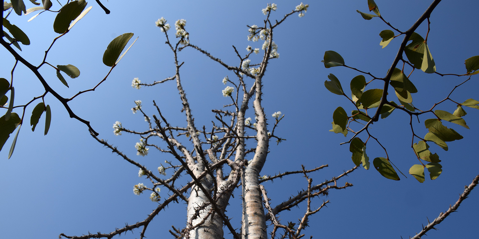 The Moringa is a tree full of wonders