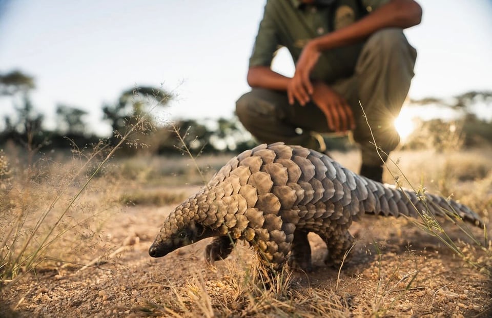 Ground pangolin