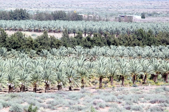 Date palm plantation Naute Dam Namibia Namibia.org