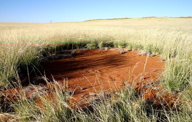 Fairy Circle Norbert JÃ¼rgens Namib Desert Gondwana Namib Park Namibia