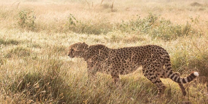 Cheetah female Sasha Kuno National Park India Cheetah Conservation Fund CCF Namibia
