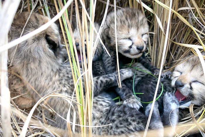 Cheetah cub Cheetah Siyaya Kuno National Park India Cheetah Conservation Fund CCF Namibia
