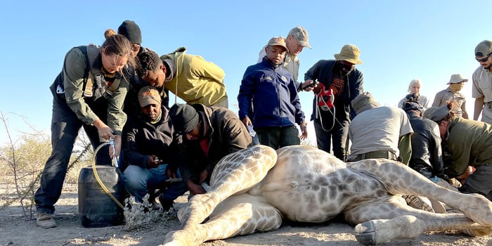 World Day Giraffe Wildlife Vets Immobilisation Relocation Sanctuary Namibia