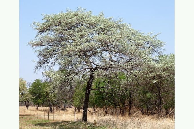 Silver Cluster-Leaf Terminalia sericea Tree of the Year 2023 Namibia