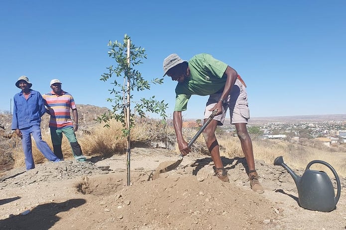 tree planting Bird Plum Eembe Phyllogeiton discolor Leevi Nanyeni NBRI BOTSOC Botanical Garden Windhoek Namibia