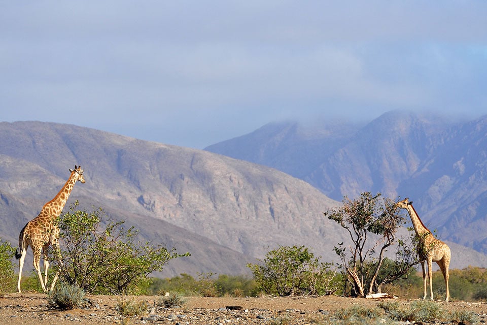 Angola giraffe Damaraland northwest GCF Namibia