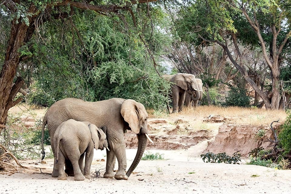 constant stress intrusive tourists 'desert' elephants Huab Rivier dry river northwest Namibia photo Greg Willis Wikipedia