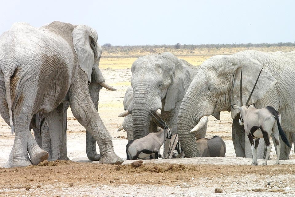 25-04-23 Elephant leg gemsbok nebrowni 05-10 web sharp 960 x 640  Good news: The bumping on the rutted main road through the Etosha National Park [https://gondwana-collection.com/en/the-etosha-experience] in northern Namibia will soon be history. According to the Ministry of Environment and Tourism (MET), road construction work on the first section began today.  This section is about 20 kilometres long and lies between the Okaukuejo rest camp and the Ondongab waterhole at the Etosha Pan. It will remain closed until 30 November, MET announced yesterday. The eastern gate of the Okaukuejo rest camp is also closed.  This means that the Newbrowni and Kapupuhedi waterholes cannot be visited during this time. Both waterholes are located on the closed section of the route, 8 kilometres and 17 kilometres east of Okaukuejo.  MET referred to a signposted diversions that leads in an arc to the south past the Gemsbokvlakte waterhole. This route is also used by the vehicles supplying the rest camps and the conservation officers.  25-04-23 Detour layout phase 1 Final rev 2 - MET 25-04-22 cut 960 x 640  25-04-23 Okaukuejo - Ondongab Etosha map - Google 25-04-23 web 960 x 640   Sven-Eric Stender