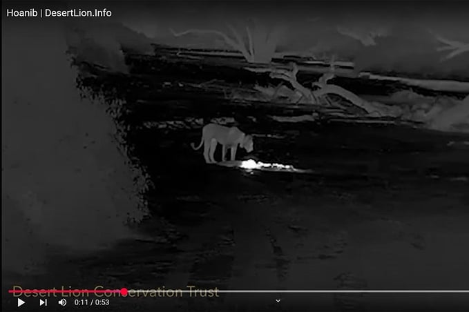 lioness Xpl-114 returned camp night after incident Strong winds reignited smouldering log fireplace Photo Screenshot video DLCT