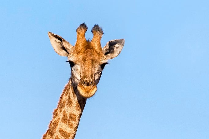 Angolan giraffe Giraffa giraffa angolensis Namibia Giraffe Conservation Foundation GCF