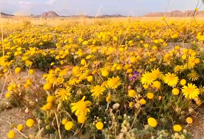 Blooming desert Weeks ago winter rains created sea flowers Klein-Aus Vista eastern edge southern Namib Desert Aus