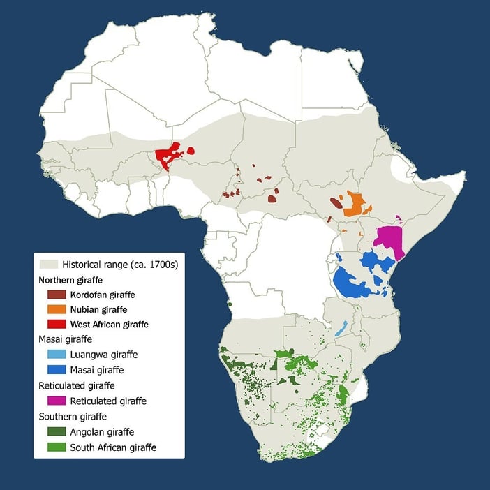 Distribution areas four giraffe species subspecies Africa grey area marks distribution range giraffes around 1700 Graphic 2025 Giraffe Conservation Foundation GCF