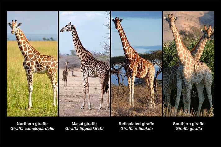 Confirmed taxonomists IUCN four species giraffe Photos Giraffe Conservation Foundation GCF