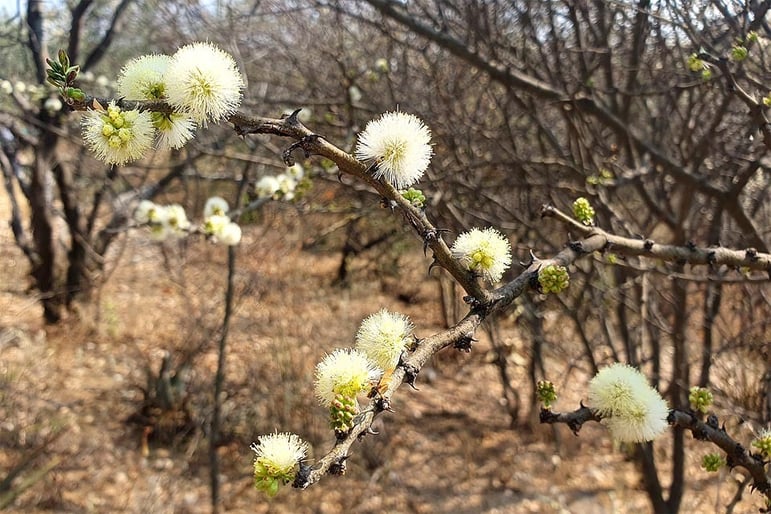 Flowers of the blackthorn acacia Acacia Senegalia mellifera Photo Sven-Eric Stender