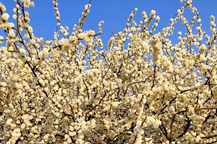 White balls flowers exude honey-sweet scent blackthorn Acacia Senegalia mellifera Photo Michaela Kanzler