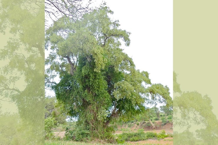 Found in Namibia, mainly in the Zambezi region: The (northern) apple leaf tree (Philenoptera violacea [italics]), Namibia's Tree of the Year 2025.  Photo: Bernard Dupont, Wikipedia