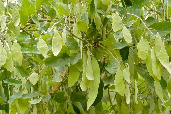 Leaves and fruits of the (northern) apple-leaf tree (Philenoptera violacea [italics]), Namibia's Tree of the Year 2025.  Photo: Bernard Dupont, Wikipedia