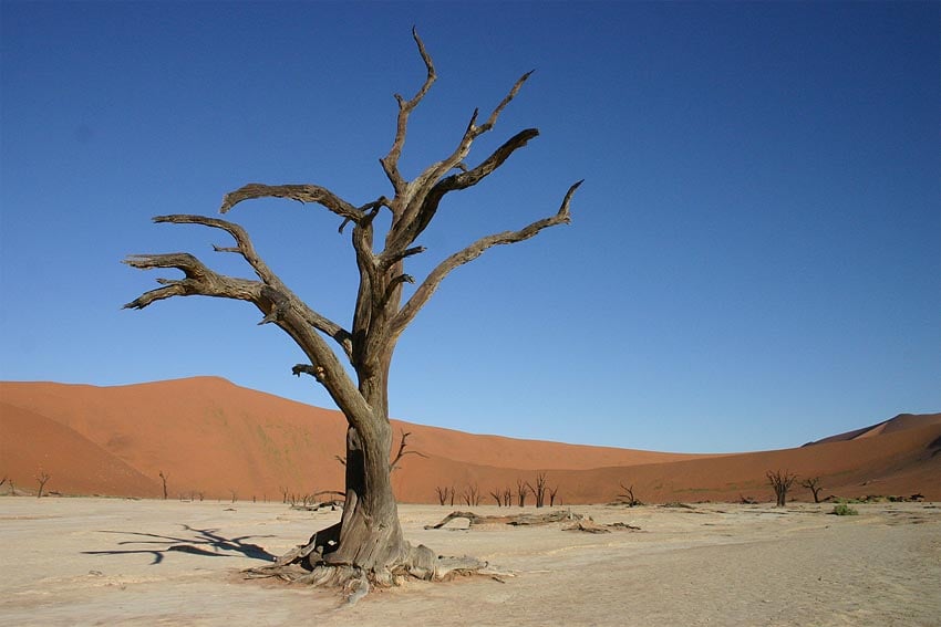25-12-15 dead vlei tree wide 06-06 web 850 x 567