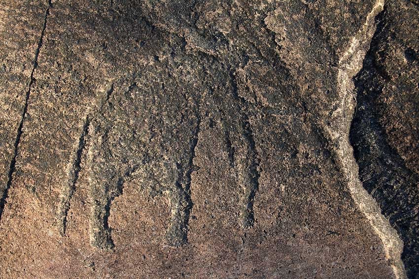One of the most beautiful rock engravings Gaub Ghaub elephant Photo 2019 Sven-Eric Stender