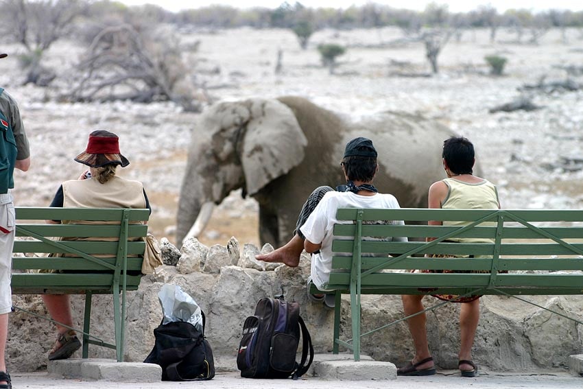 intimate elephant encounter at waterhole of Okaukuejo rest camp Etosha National Park northern Namibia Photo October 2005 Sven-Eric Stender