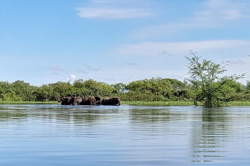 group elephants crossing Zambezi River near Zambezi Mubala Lodge about 40 km from Katima Mulilo Photo Gondwana Collection Namibia