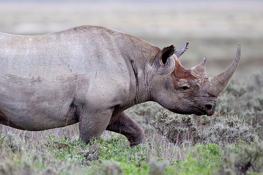 Rhino poaching in Namibia declined significantly Symbolic image Black rhinoceros at Gemsbokvlakte in Etosha National Park Photo Yathin S Krishnappa Wikipedia