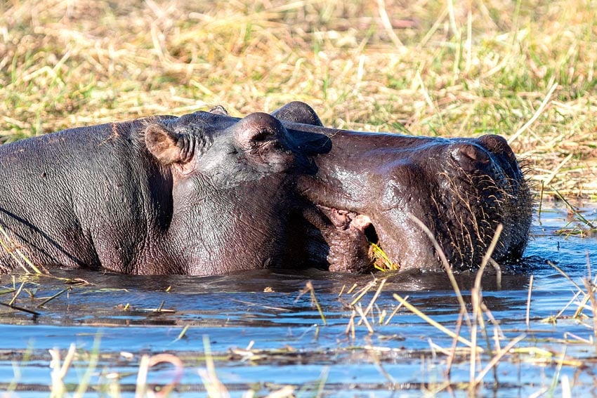 One of Namibia's world record holders in nature hippo Hippopotamus amphibius in rivers of Zambezi region has largest mouth of any land animal Photo Diego Delso Wikipedia