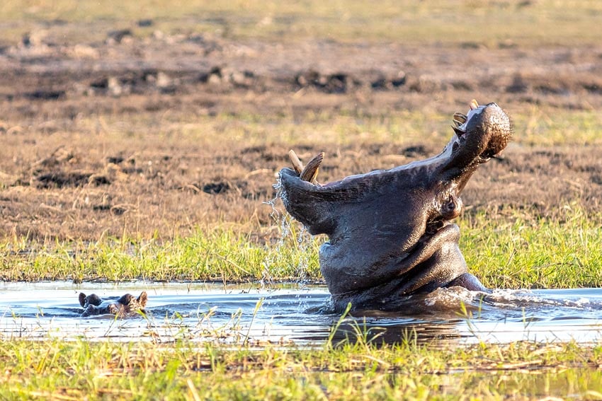 One of Namibia's world record holders in nature hippo Hippopotamus amphibius has largest open mouth 1.20 meters of any land animal Photo Diego Delso Wikipedia