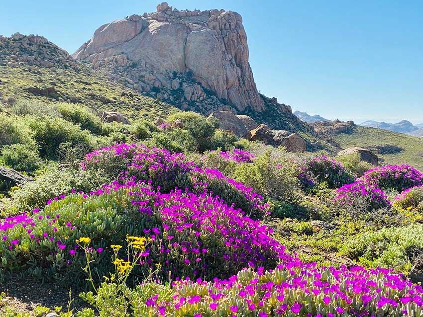 Namibia's Namaqualand in pink: Blooming desert on the eastern edge of the Namib Desert west of Aus. Photo: Klein-Aus Vista