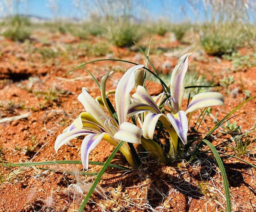 Namibia's Namaqualand in soft pink: Blooming lilies on the eastern edge of the Namib Desert west of Aus. Photo: Klein-Aus Vista