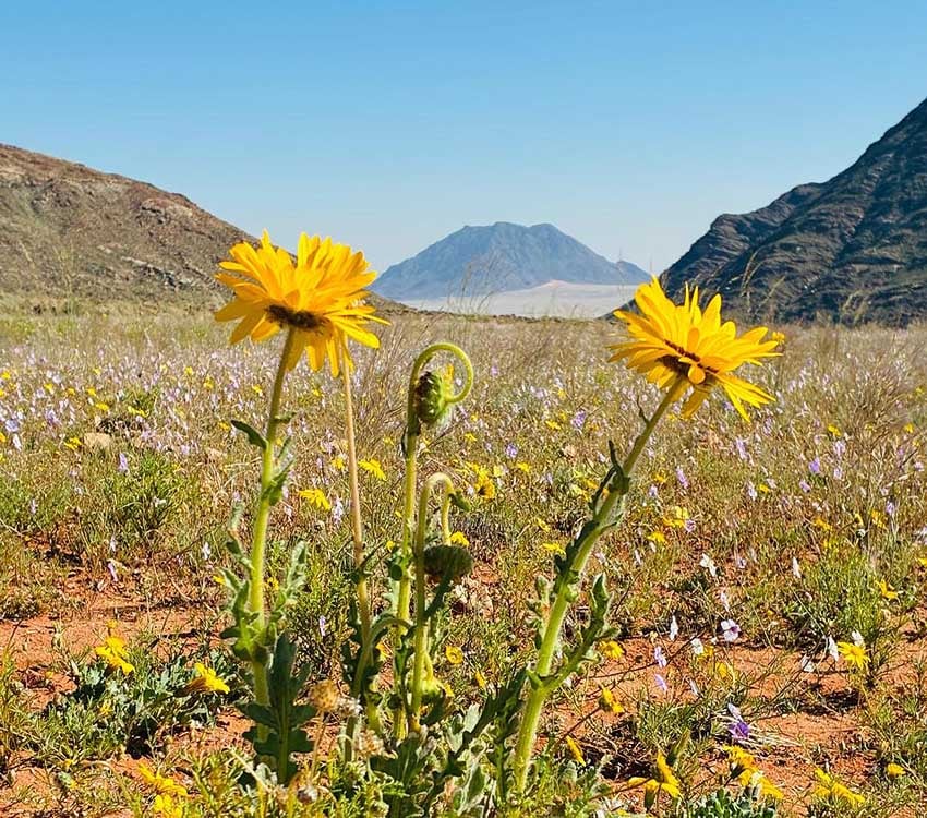 Namibia's Namaqualand in yellow: Blooming desert on the eastern edge of the Namib west of Aus, with the extinct vulcano 'Dikke Willem' in the background. Photo: Klein-Aus Vista
