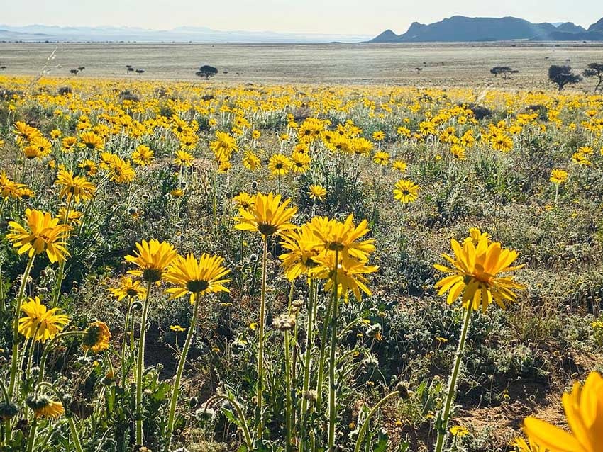 Namibia's Namaqualand in yellow: Blooming desert on the eastern edge of the Namib Desert west of Aus. Photo: Klein-Aus Vista