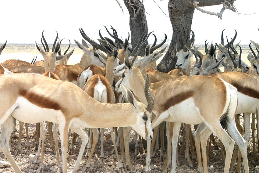 large proportion of 945 wild animals being relocated from Etosha National Park to conservation areas are springbucks Photo for illustrative purposes only Sven-Eric Stender