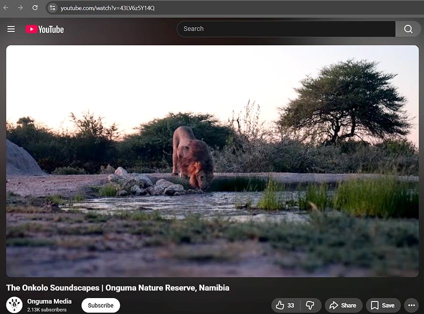 26-08-10 lion soundscape video - Onguma YouTube screenshot web 850 x 630