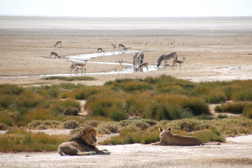 Well protected in the national parks: Lions at Okondeka waterhole in Etosha National Park in northern Namibia Photo Sven-Eric Stender