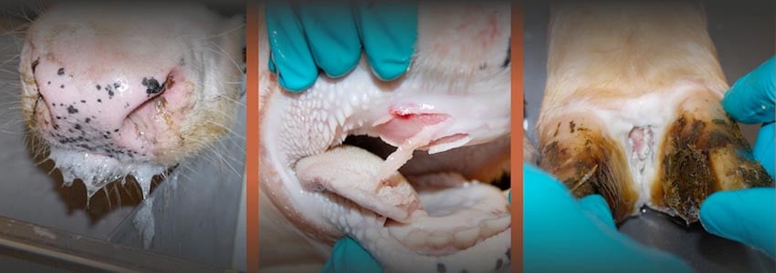 Typical symptoms of the foot-and-mouth disease FMD virus foaming at mouth sores in mouth and between hooves Photos Special Newsletter from Namibia Agricultural Union