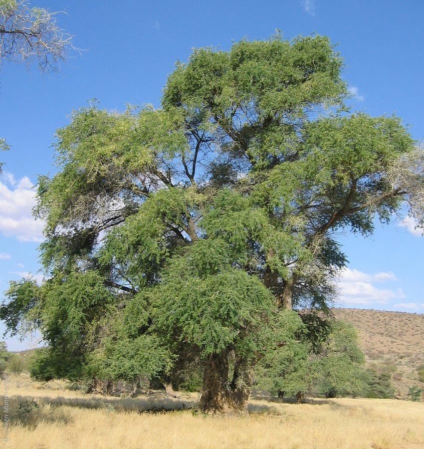 Found in Namibia primarily along dry riverbeds but also on floodplains Ana tree Faidherbia albida Namibias Tree of Year 2026 Photo Botanical Society of Namibia BotSoc
