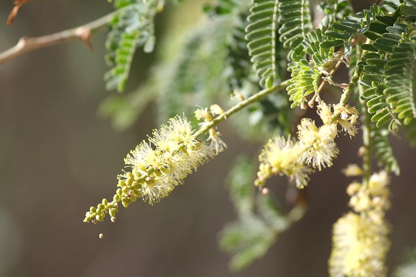 Flowers and leaves of Ana tree Faidherbia albida Namibias Tree of Year 2026 Photo Roger Culos Wikipedia