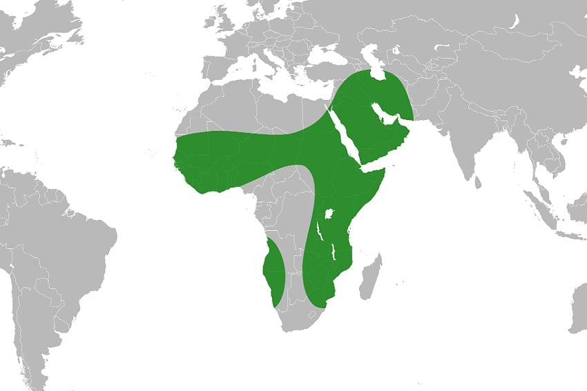 Distribution of Ana tree Faidherbia albida Namibias Tree of Year 2026 Graphic Ninjatacoshell Wikipedia