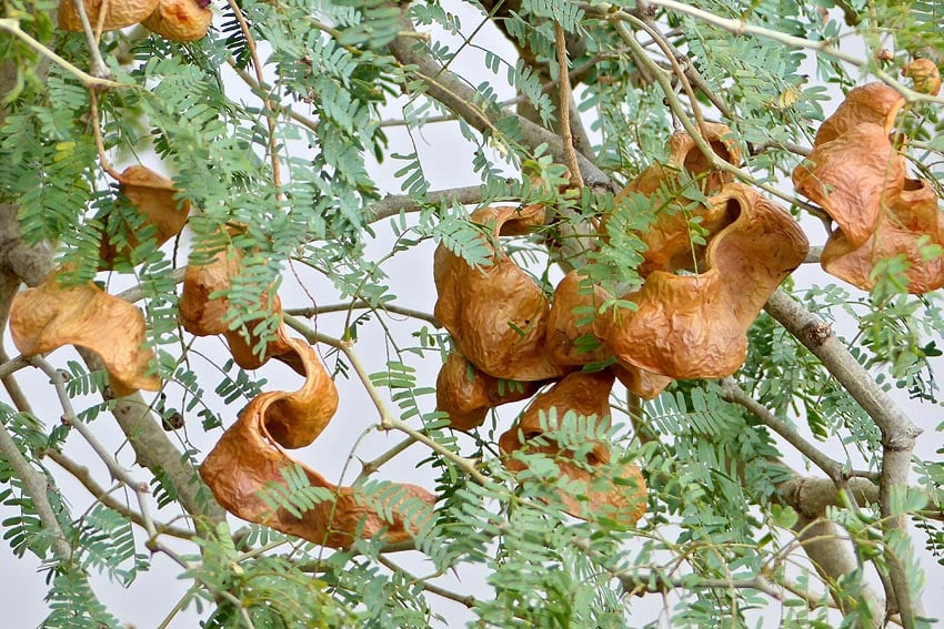 Pods of Ana tree Faidherbia albida also known in English as apple ring acacia due to their appearance Ana tree is Namibias Tree of Year 2026 Photo Bernard Dupont Wikipedia