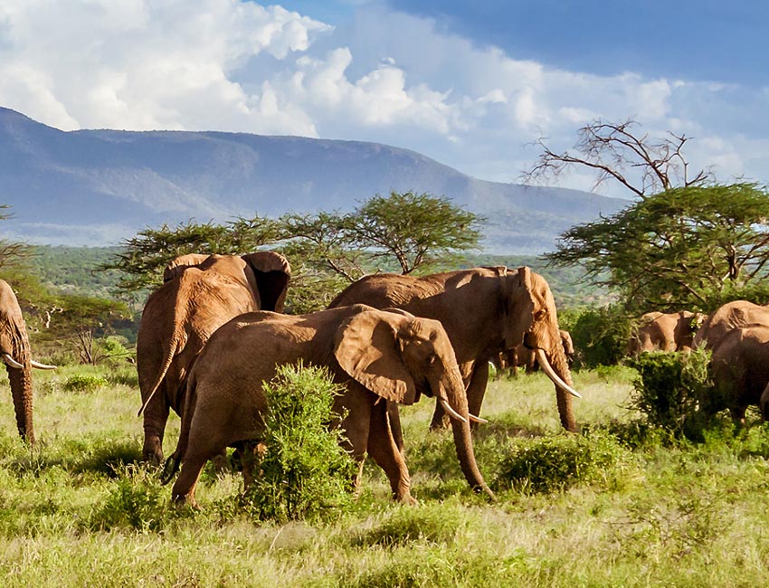 One of Namibias conservation success stories elephant populations are stable or even increasing Photo 2026 Living Planet Report