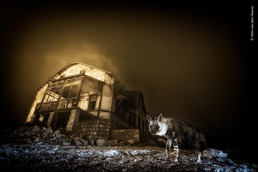 Ghost Town Visitor top prize winner of Wildlife Photographer of Year 2025 competition photograph shows brown hyena in abandoned diamond-mining settlement of Kolmanskop in southwestern Namibia taken by South African photographer Wim van den Heever