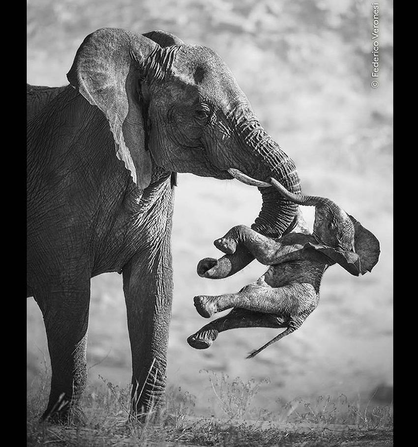 The Aftermath photograph earned Italian photographer Federico Veronesi top prize in Wildlife Photographer of Year 2026 competition elephant cow in Huab dry river northwestern Namibia carries dead calf Source Natural History Museum