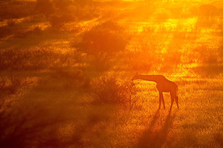 On a hike through the Kalahari dunes, only the long focal length allowed the giraffe to be photographed undisturbed. 450mm, F6.3